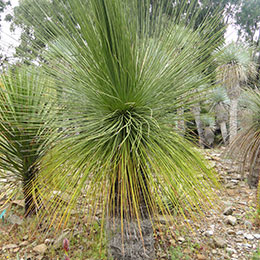 Mexican grass tree
